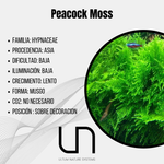 Peacock Moss