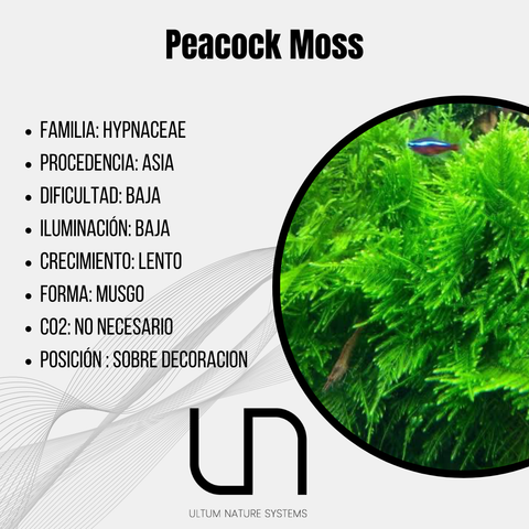 Peacock Moss