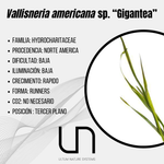 Vallisneria americana sp. "Gigantea"