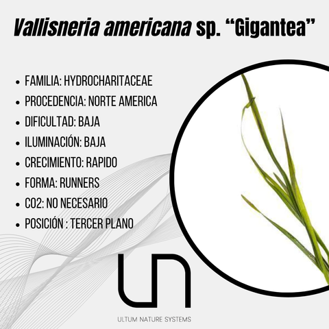 Vallisneria americana sp. "Gigantea"