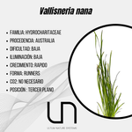 Vallisneria nana