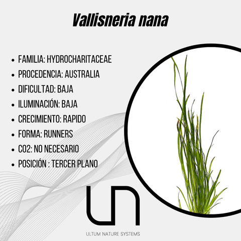 Vallisneria nana