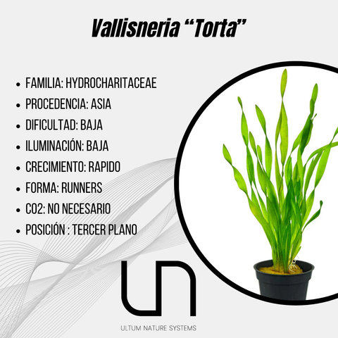 Vallisneria "Torta"