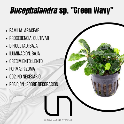 Bucephalandra sp. ''Green Wavy''