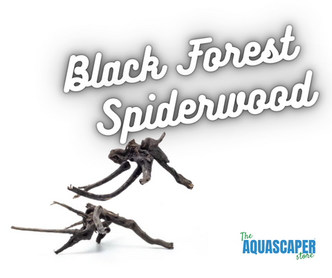 Black Forest Spiderwood