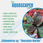 Echinodorus sp. ''Chocolate Marble''