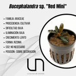 Bucephalandra sp. ''Red Mini''
