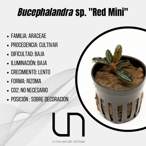Bucephalandra sp. ''Red Mini''