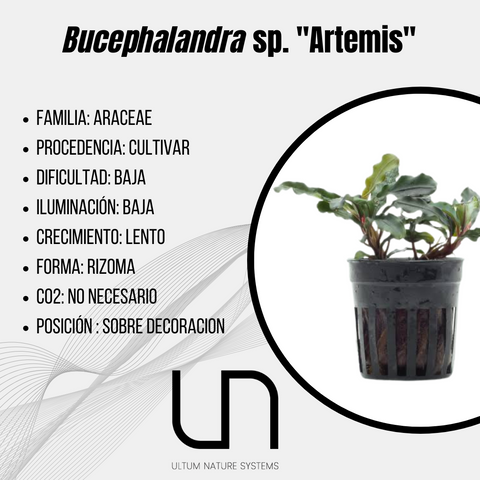 Bucephalandra sp. ''Artemis''