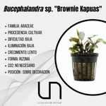 Bucephalandra sp. ''Brownie Kapuas''