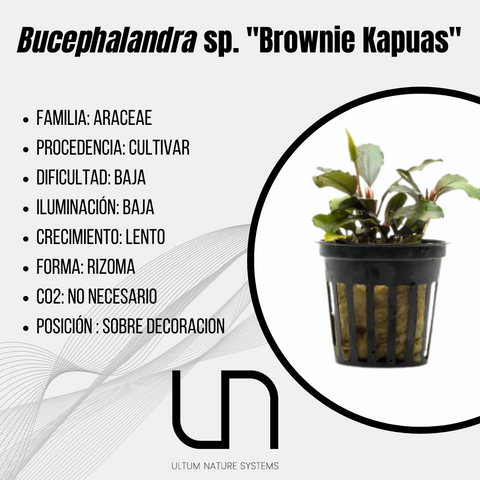 Bucephalandra sp. ''Brownie Kapuas''