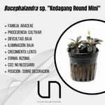 Bucephalandra sp. ''Kedagang Round Mini''