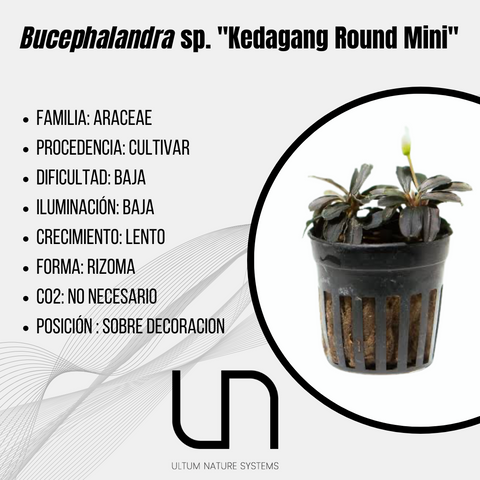 Bucephalandra sp. ''Kedagang Round Mini''