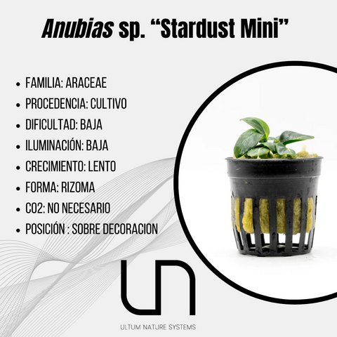 Anubias sp. "Stardust Mini"