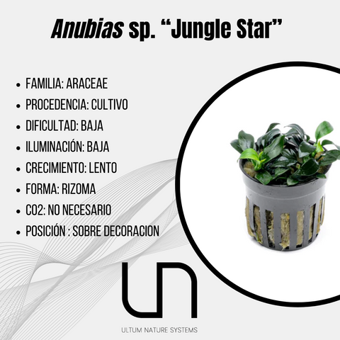 Anubias sp. "Jungle Star"