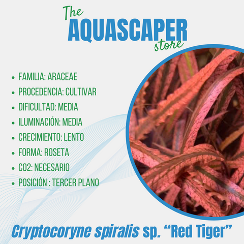 Cryptocoryne spiralis sp. "Red Tiger"