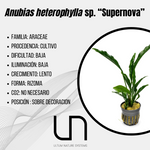 Anubias heterophylla sp. "Supernova"