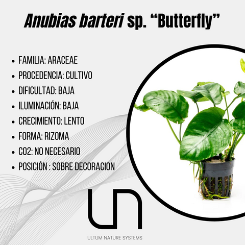 Anubias barteri sp. "Butterfly"