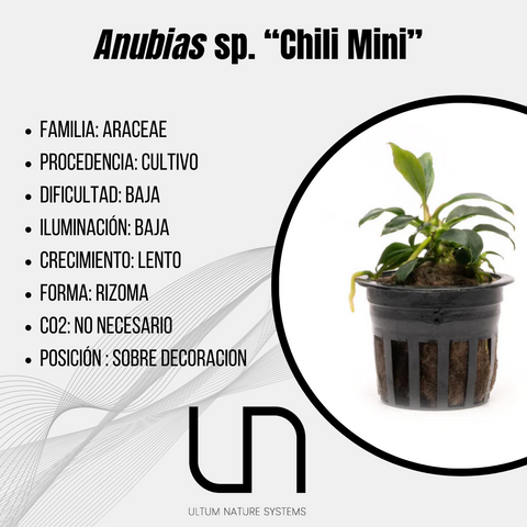 Anubias sp. "Chili Mini"