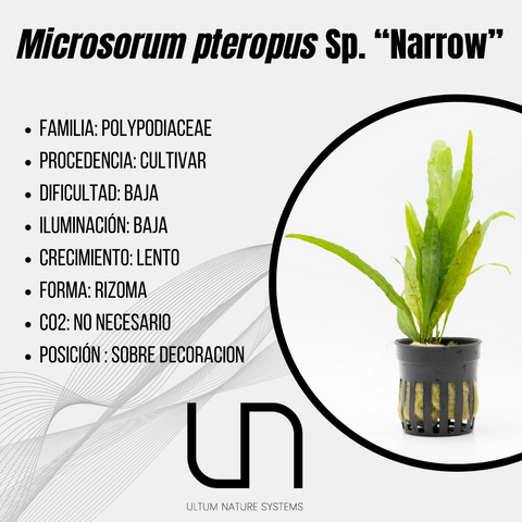 Microsorum pteropus Sp. ''Narrow''