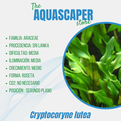 Cryptocoryne lutea