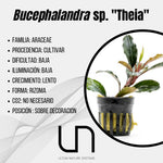Bucephalandra sp. ''Theia''