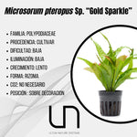 Microsorum pteropus Sp. ''Golden Sparkle''
