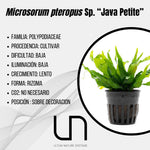 Microsorum pteropus Sp. ''Java Petite''