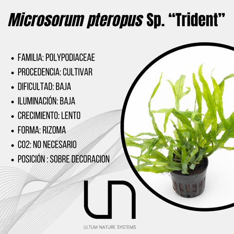 Microsorum pteropus Sp. ''Trident''