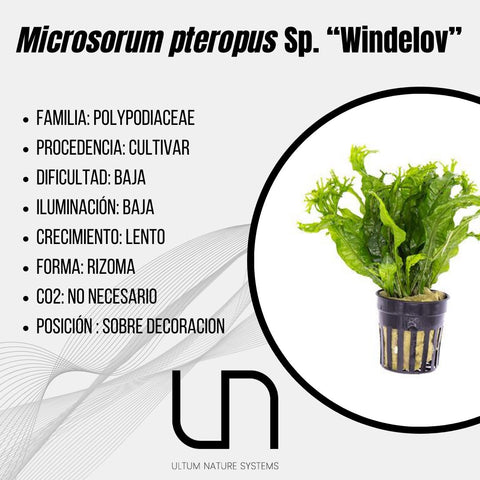 Microsorum pteropus Sp. ''Windelov''