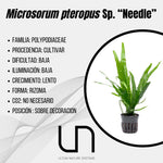 Microsorum pteropus Sp. ''Needle''