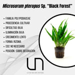 Microsorum pteropus Sp. ''Black Forest''