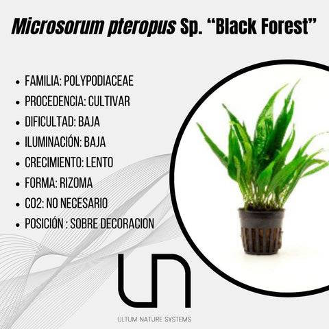 Microsorum pteropus Sp. ''Black Forest''