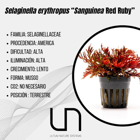 Selaginella erythropus ''Sanguinea Red Ruby''