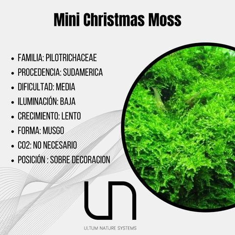 Mini Christmass Moss