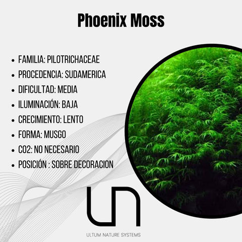 Phoenix Moss