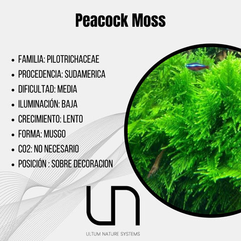 Peacock Moss