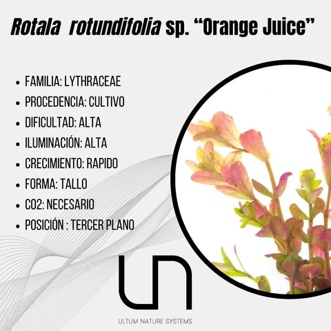 Rotala Orange Juice