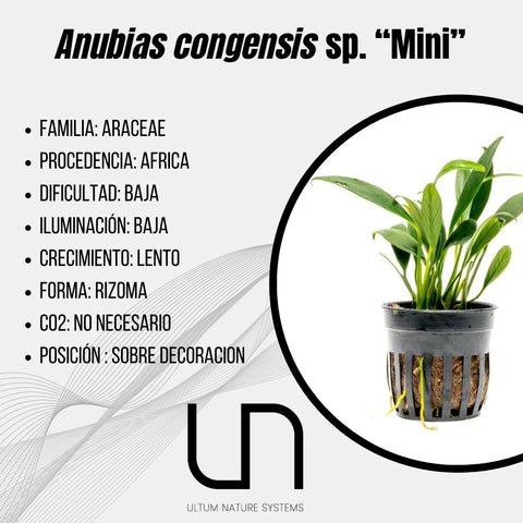 Anubias congesis sp. "mini"