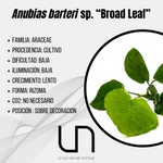 Anubias barteri sp. "Broad Leaf"