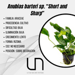 Anubias barteri sp. "Short and Sharp"