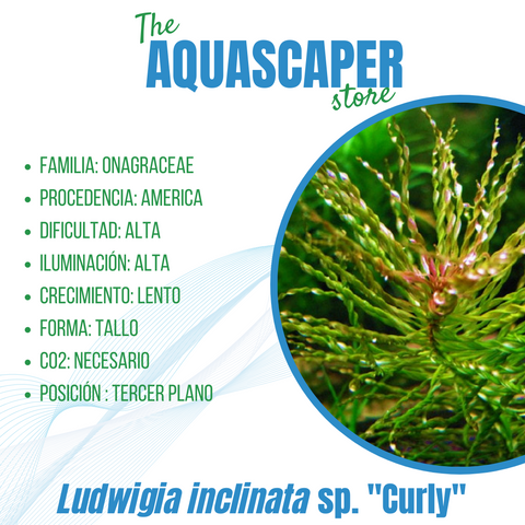 Ludwigia inclinata var. "Curly"