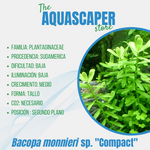 Bacopa monieri sp. "compact"