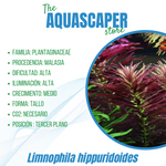 Limnophila hipuridoides