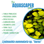 Lysimachia nummularia sp. "Aurea"