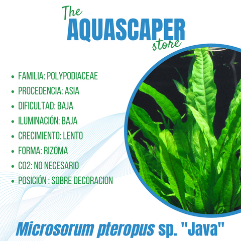 Microsorum pteropus var. "Java "