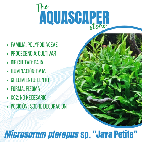 Microsorum pteropus var. "Java Petite"