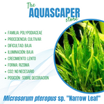 Microsorum pteropus var. "Narrow Leaf"