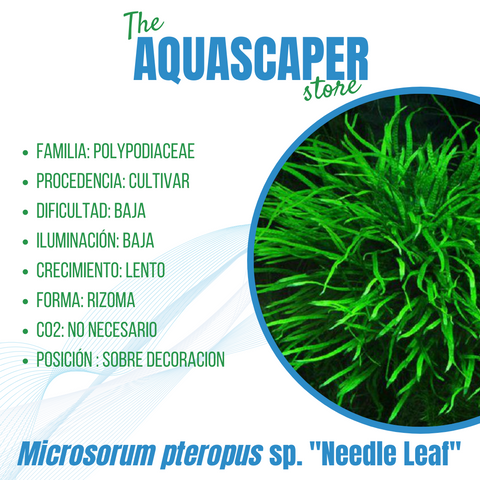 Microsorum pteropus var. "Needle leaf"