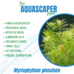 Myriophyllum pinnatum